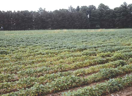 Stunted, yellow soybean plants.