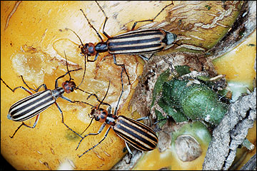 blister beetle larvae