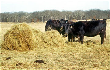 Cattle eating from a pile of hay in a field.