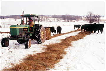 Cows eating loose hay being distributed down a row by a tractor.