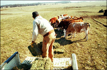 A man on the back of a pickup truck distributing hay to cows in a field.