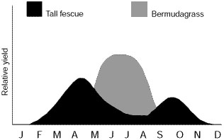 Graph showing how bermudagrass bridges the gap in productivity of cool-season pastures.