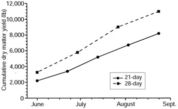 Graph showing the amount of cumulative dry matter yield when cutting bermudagrass for hay on 28-day and 21-day intervals.