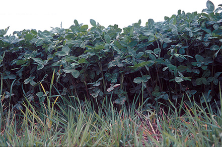 A field of red clover and tall fescue.