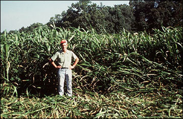 Sorghum sudangrass taller than 36 inches.