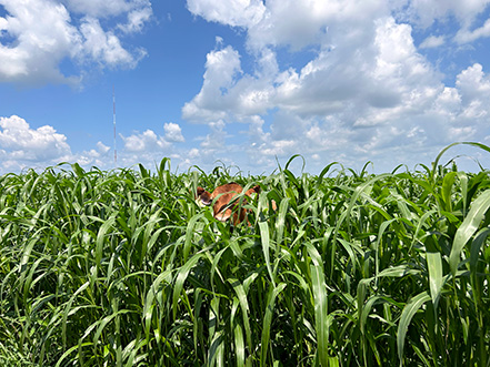 A large black steer grazing in a dense, tall stand of sorghum-Sudangrass pasture during July. The grass reaches above the steer's back, illustrating productive summer growth.
