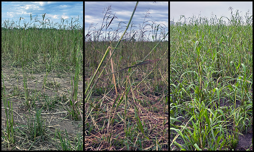 Sequence of three photographs showing growth and productivity of tillers in a single sorghum-sudangrass paddock over time: short regrowth shortly after grazing with stubble and emerging tillers; mature stems no longer producing new leaves but with developing tillers at the base; and fully developed tillers ready for the next grazing cycle.