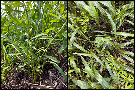 Two examples of sunn hemp growth being suppressed by aggressively growing sorghum-sudangrass in a diverse cover crop mixture. Tall sorghum-sudangrass is dominating the canopy, shading and limiting the height and development of shorter sunn hemp plants below.