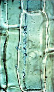 Tall fescue endophyte fungus inside a leaf sheath cell.