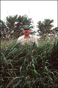 Bunch growth behavior of eastern gamagrass