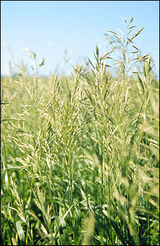 Smooth bromegrass flowers.