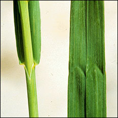 Smooth bromegrass leaf collar and w-shaped watermark on leaf blade.