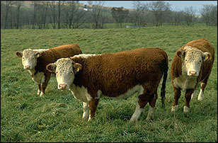 Beef cattle grazing smooth bromegrass and orchardgrass.