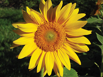 25 Best Types of Sunflowers - Varieties of Sunflowers to Plant