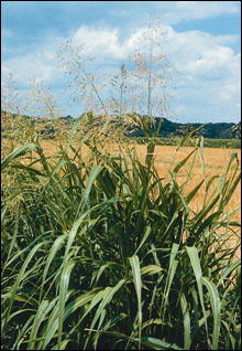 Mature johnsongrass