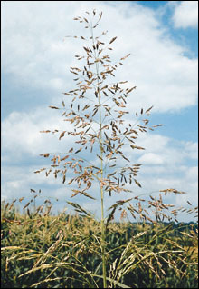 Johnsongrass seed head.