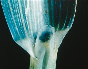 Johnsongrass membranous ligule.