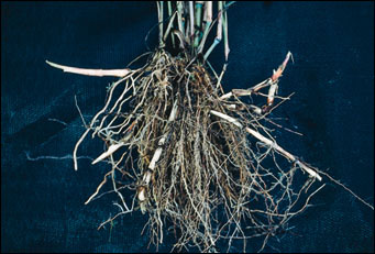 Rhizomes of johnsongrass covered with orange scales.