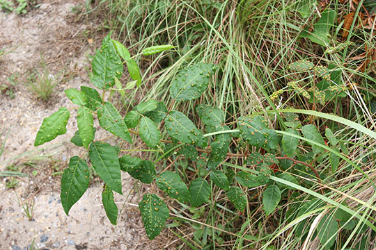 Leaves of a poison ivy shrub.