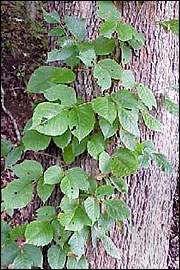 Leaves of a poison ivy plant climbing a tree.