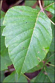 Close up of a poison ivy leaf.