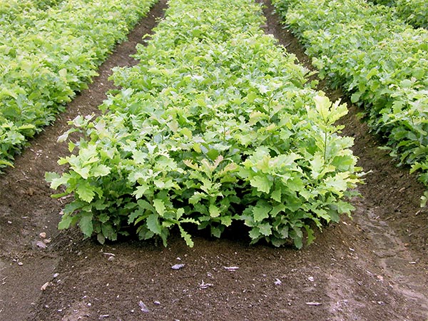 A bare-root nursery bed.