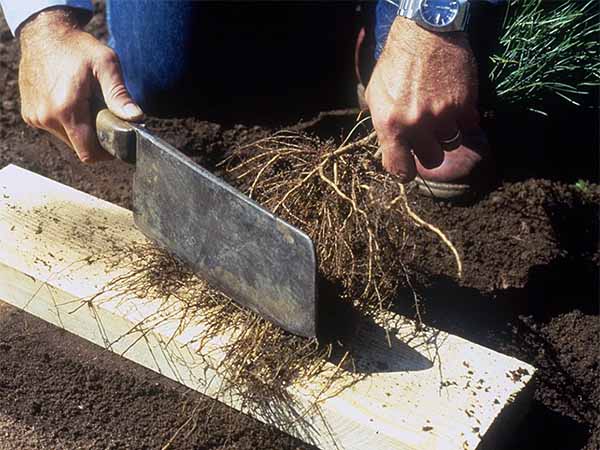 Lateral roots of a seedling being pruned.