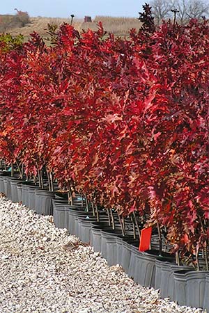 A row of 3-gallon containers holding red oak seedlings.