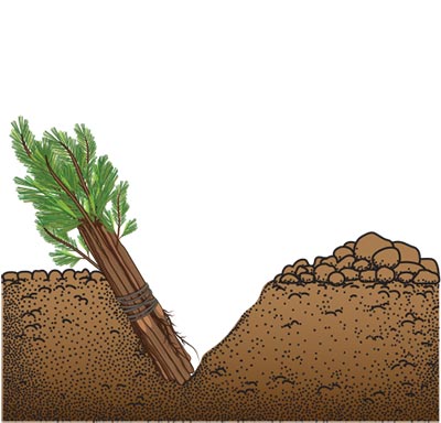 Tree seedlings spread evenly along one side of a V-shaped trench