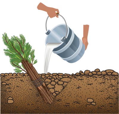 Watering tree seedlings in a heeling-in trench that has been filled loosely with soil
