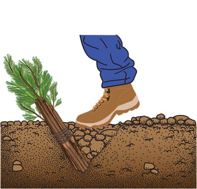 A booted foot tamping a filled heeling-in trench of tree seedlings