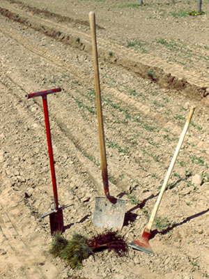 A dibble bar, shovel and grubbing hoe sticking up out of the ground of a field.