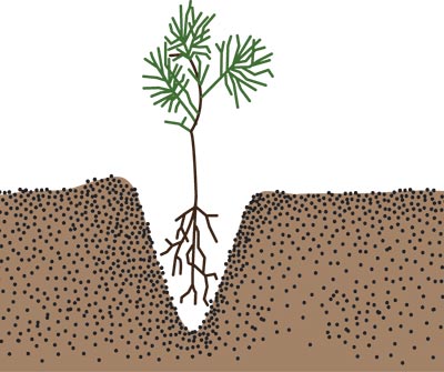 A seedling placed, with its roots straight, into a hole created by a dibble bar