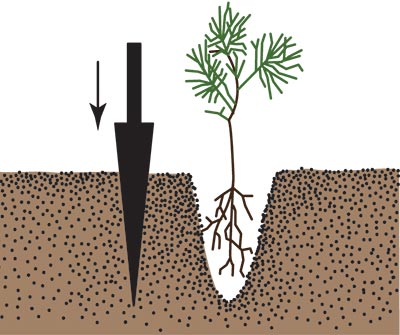 A dibble bar stuck straight down into the ground a few inches from a hole containing a seedling