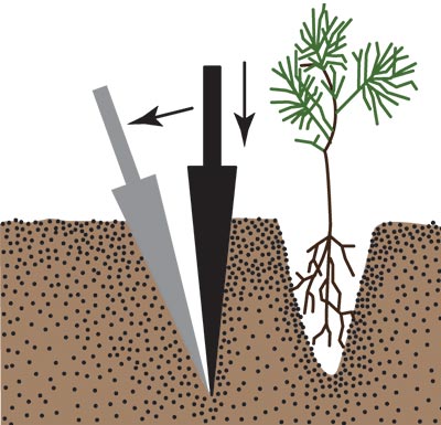 A dibble bar in the ground being pulled away from a nearby hole containing a seedling