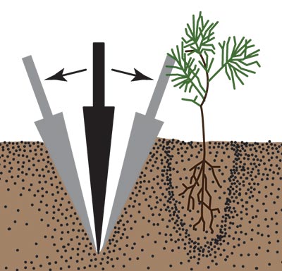 A dibble bar being pushed back and forth to pack the soil firmly against the roots of a seedling in a nearby hole