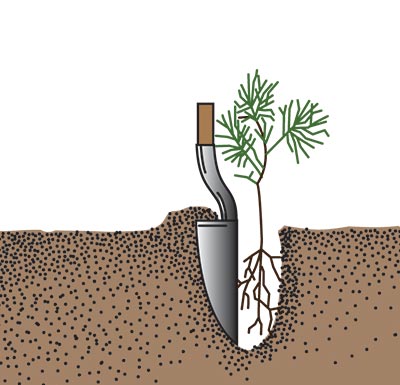 The soil in a hole being pulled toward the shoveler and held there while a tree seedling is placed in the hole with it roots straight