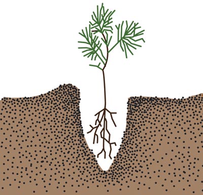 A tree seedling with its root straight in a newly dug hole
