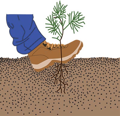 The hole where a tree seedling has been place filled with soil, which is being firmed by the heel of a person's booted foot