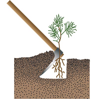 A tree seedling being placed in a hole held open by a grubbing hole, with the seedlings roots against the side of the hole opposite the hoe's blade