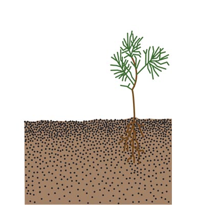 A tree seedling in the ground with the soil in its hole having been tamped down by foot