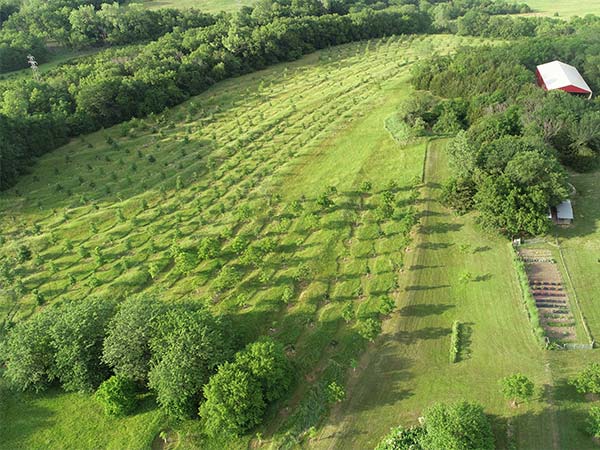 Aerial view of tree planting rows on a slope.