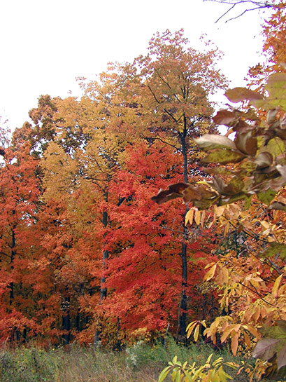 A bright-colored hardwood forest in autumn.