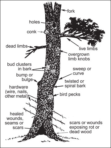 A tree with defects labeled.