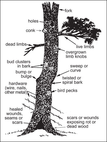 How To Sell Walnut Trees