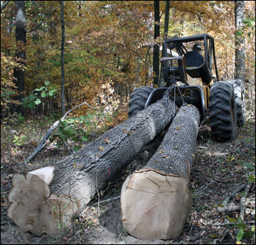 Logs being moved with a tractor.