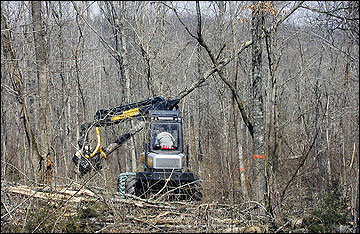 Timber being harvested.