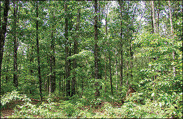 A Missouri forest.