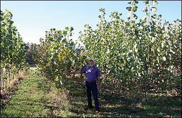 A person standing amid 1-year-old cottonwood trees.