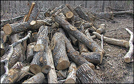 Tree trunks too crooked to make lumber